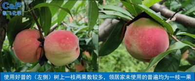 丹東寬甸東陽(yáng)河村艷紅桃（2021.8.24）