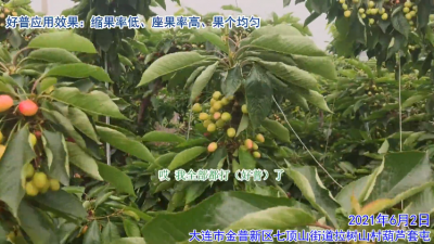 縮果率低 座果率高 果個(gè)均勻:大連金普區(qū)七頂山街道拉樹山村(2021年6月)
