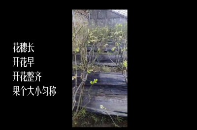 花穗長(zhǎng) 開花早 開花整齊 果個(gè)大小勻稱:丹東市古樓子鎮(zhèn)蒲石河村(2021年2月)