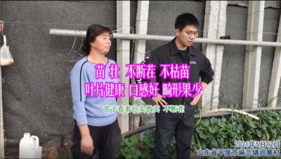 苗壯 不斷茬 不枯苗 葉片健康 口感好 畸形果少:山東省平度市麻蘭鎮巡寨村(2021年5月)