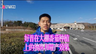 抗病、增產、提升果品：旅順三寰牧場大棚番茄（2020.12）