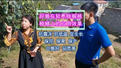 寬甸縣青椅鎮軟棗獼猴桃：抗霜凍 促生長 ?；?保果 保產（2020.9）