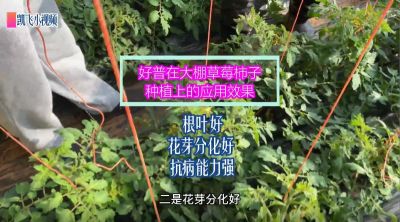根葉好、花芽分化好、抗病能力強：金州華家街道孫屯 大棚草莓柿子（2021.12.16）