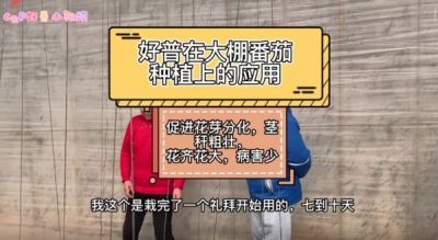 促進花芽分化、花齊花大、病害少:大連市華家街道金星村(2022.2.18)