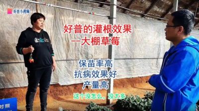 保苗率高、抗病效果好、產(chǎn)量高:莊河市光明山鎮(zhèn)小營子村 大棚草莓（2022.1.4）