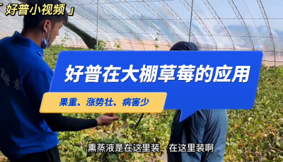 果重、長勢壯、病害少：莊河市步云山鄉(xiāng)溫泉村大棚草莓（2022.5.28）