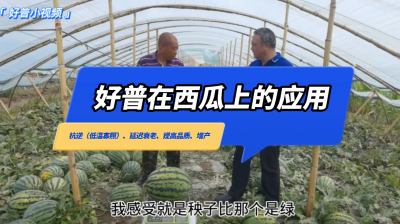 抗逆（低溫寡照）、延遲衰老、提高品質、增產：新民市大民屯西瓜（2022.7.12）