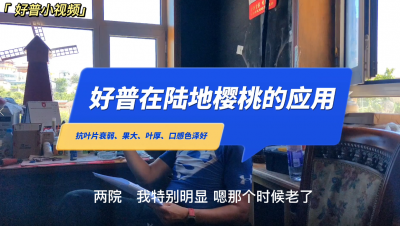 抗葉片衰弱、口感豐富、保葉：大連革鎮(zhèn)堡露地櫻桃（2022.6.26）