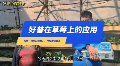 葉綠素含量高、抗病：東港市馬家店鎮(zhèn)草莓（2022.10.12）