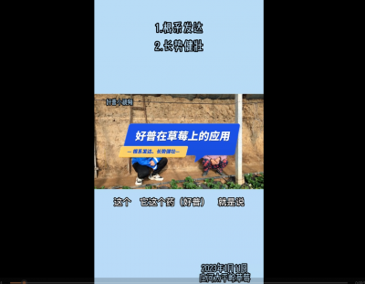 根系發(fā)達(dá)、長(zhǎng)勢(shì)健壯：莊河太平嶺 （2023.1.11）