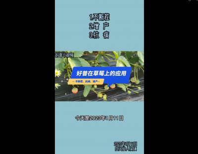 不斷茬、增產、抗病：瓦房店仙人洞（2023.1.11）