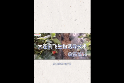 不斷茬、果沉、病害輕：東港市馬家店鎮 （2022.12.21）