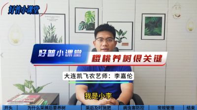 好普小課堂 ：櫻桃養(yǎng)樹(shù)很關(guān)鍵